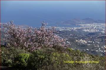 Manto de tonos blancos y rosas en Gran Canaria (Reportaje gráfico de Ildefonso Rodríguez)